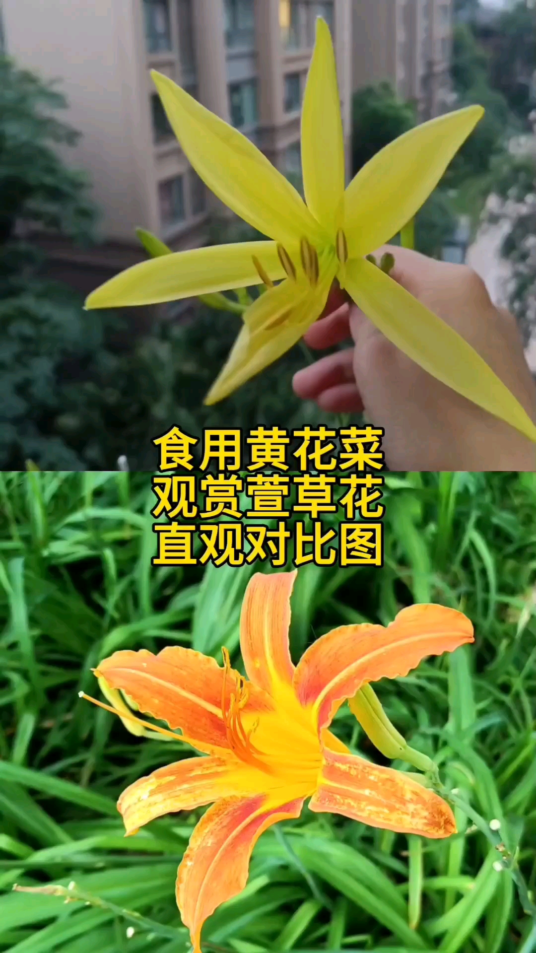 食用黄花菜和观赏萱草花直观对比图