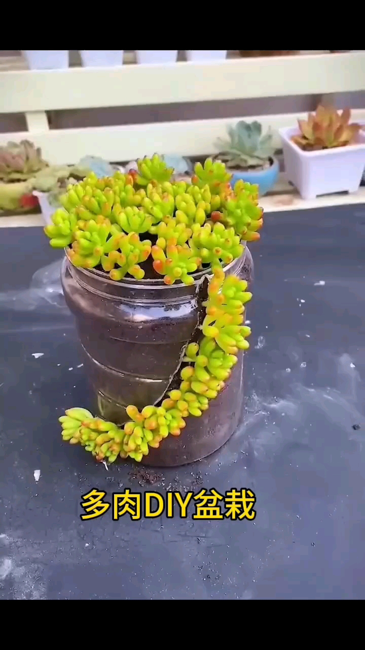 多肉DIY盆栽