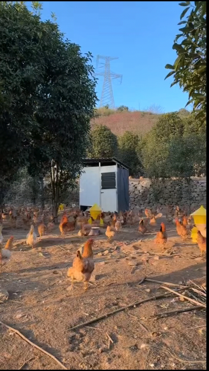 绿壳土鸡蛋懂吃的人都知道,它比其它土鸡蛋营养价值更高更好吃