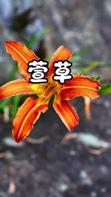 萱草花 萱草不是黄花，不能吃！同科不同属，一个有毒，一个美味，千万注意分别，#植物科普 #