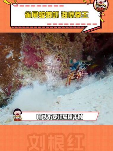 雀尾螳螂虾这么恐怖的吗 雀尾螳螂虾 海底拳王 恐怖