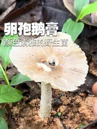 颜色素雅的野生蘑菇:卵孢鹅膏 颜色素雅的野生蘑菇:卵孢鹅膏 萌知计划 科普 野生菌 采蘑菇