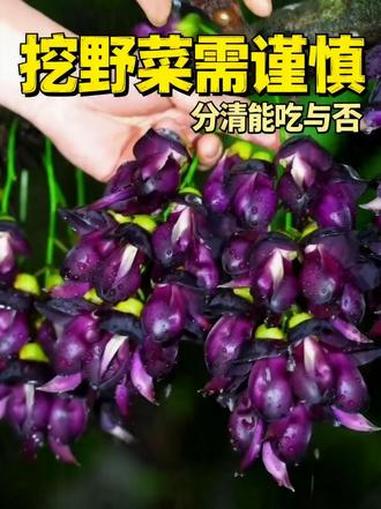 春天挖野菜需谨慎，不然全村去你家吃饭！#植物科普 #野生植物 #野外生存 #食物科普 #涨