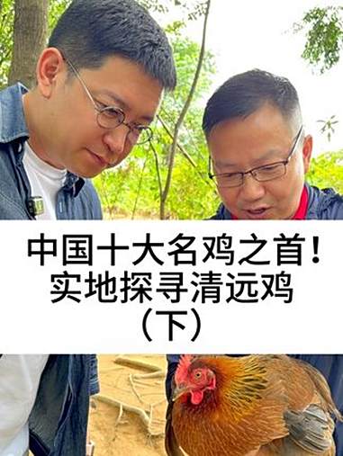 @天农鸡哥 中国十大名鸡之首!实地探寻清远鸡(下)柴大官人聊品牌 清远鸡 天农清远鸡 鲜切