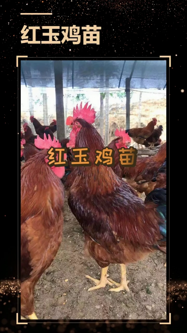 山东佳红鸡苗九斤红鸡苗红玉鸡苗