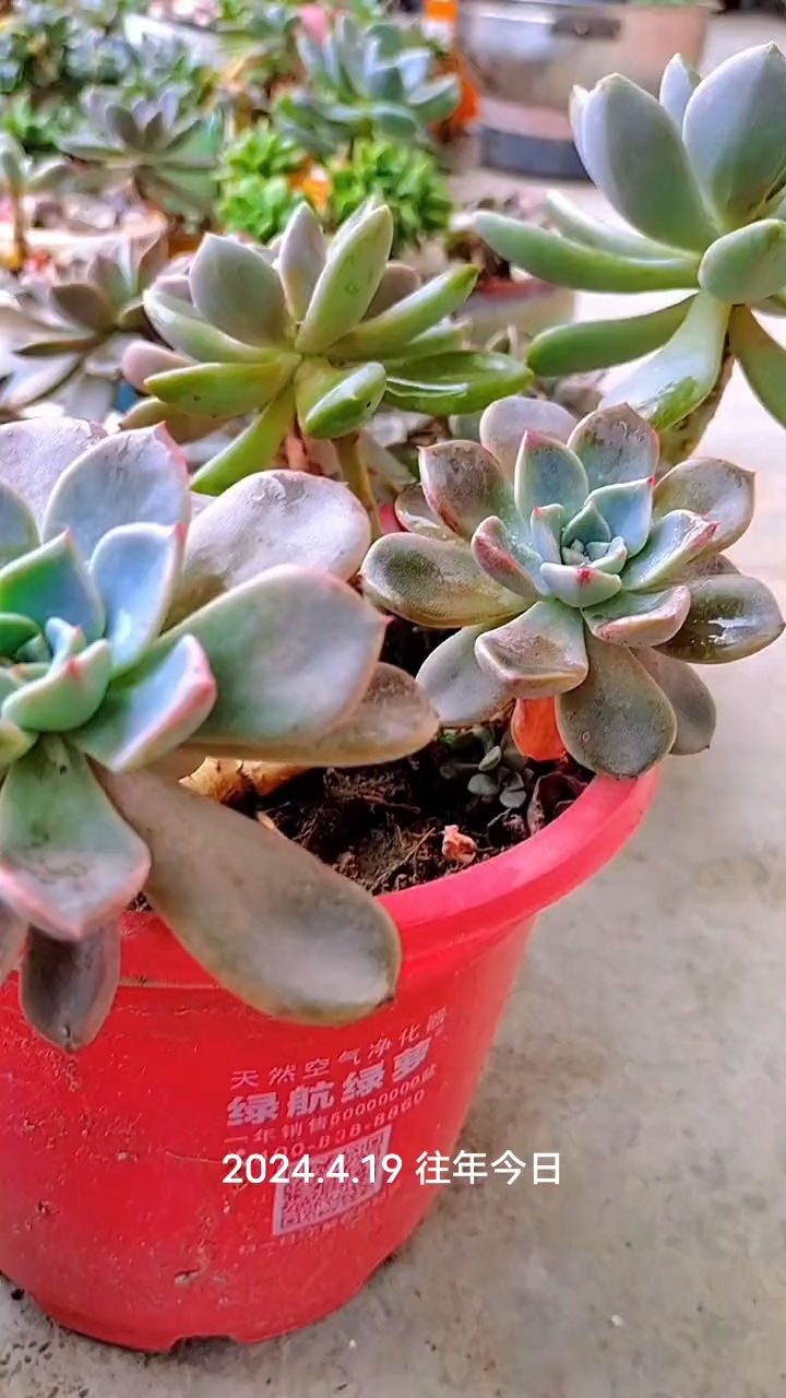 我的阳台一花一草之小多肉