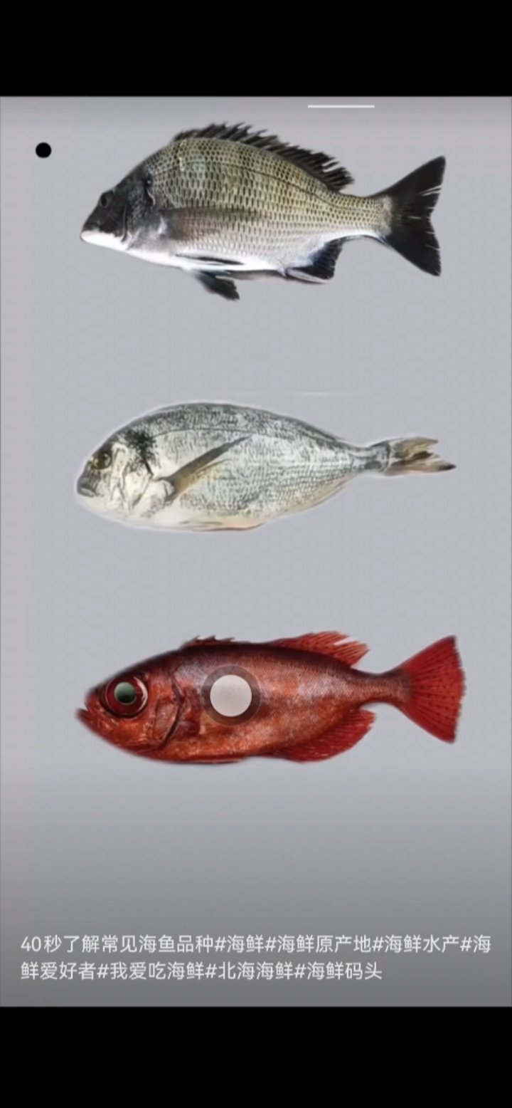 带你了解常见的海鱼种类!!