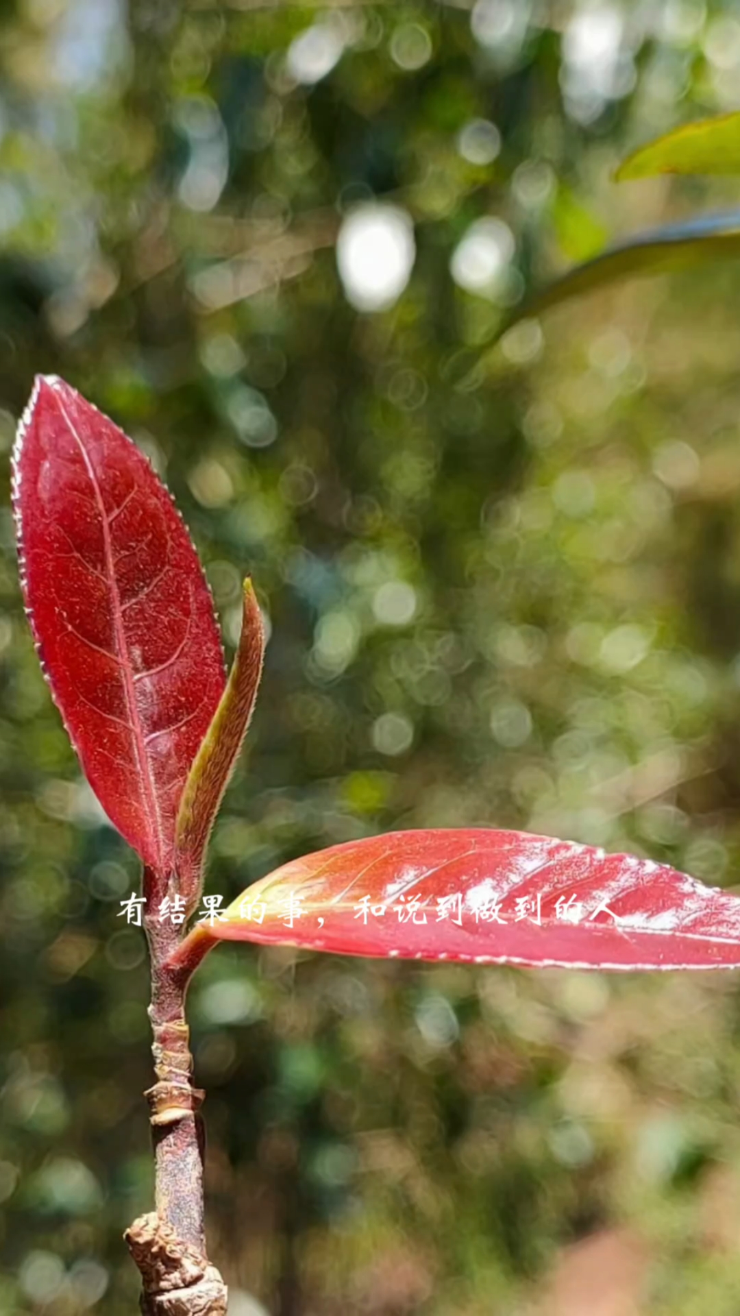 云茶秘境钉耙山,红梗红叶茶