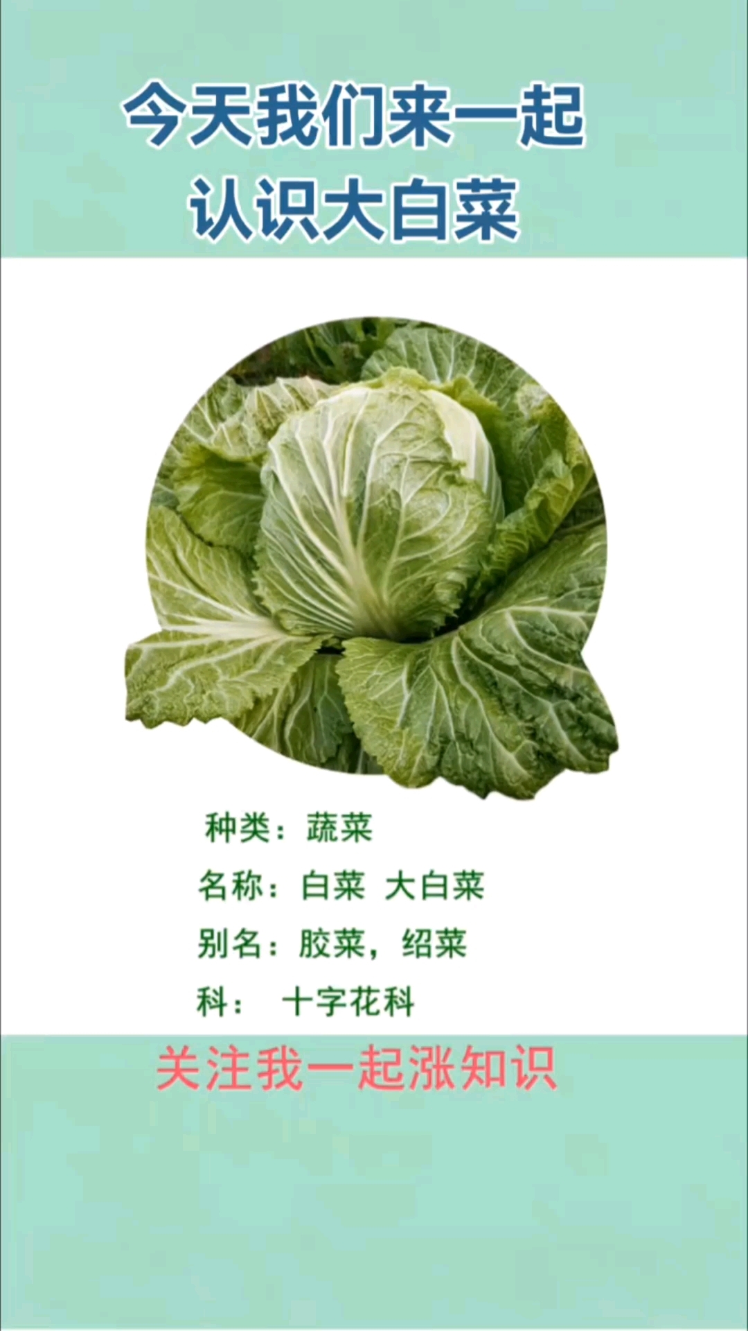 涨知识,三农,乡村振兴,大白菜,蔬菜,分享日常