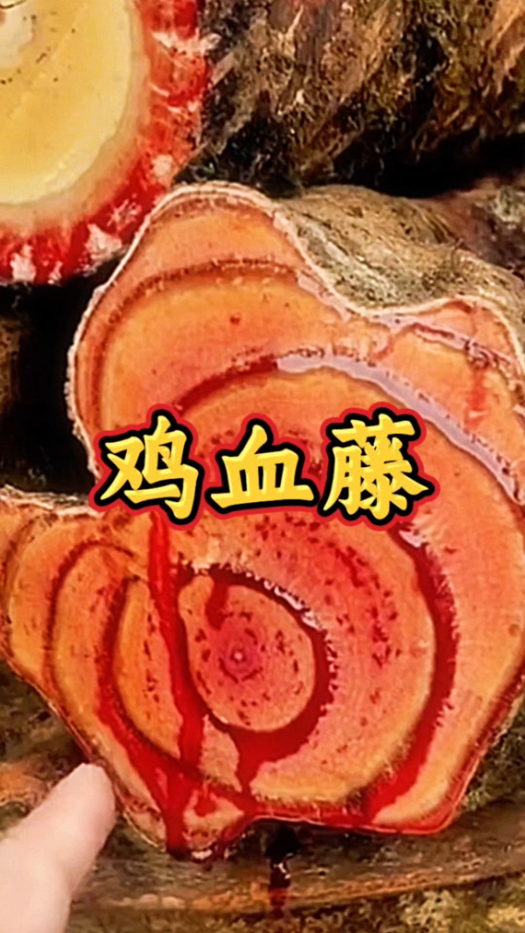 今天我们来说——鸡血藤