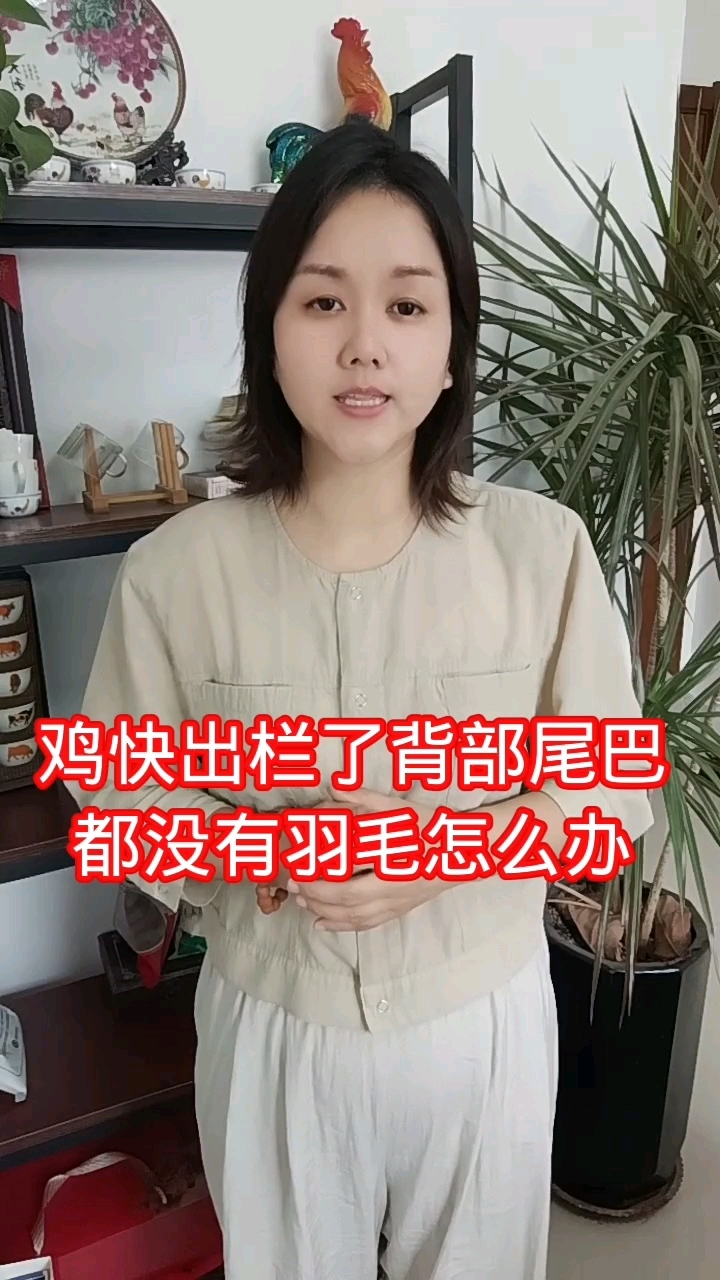 鸡群尾巴没有羽毛怎么办