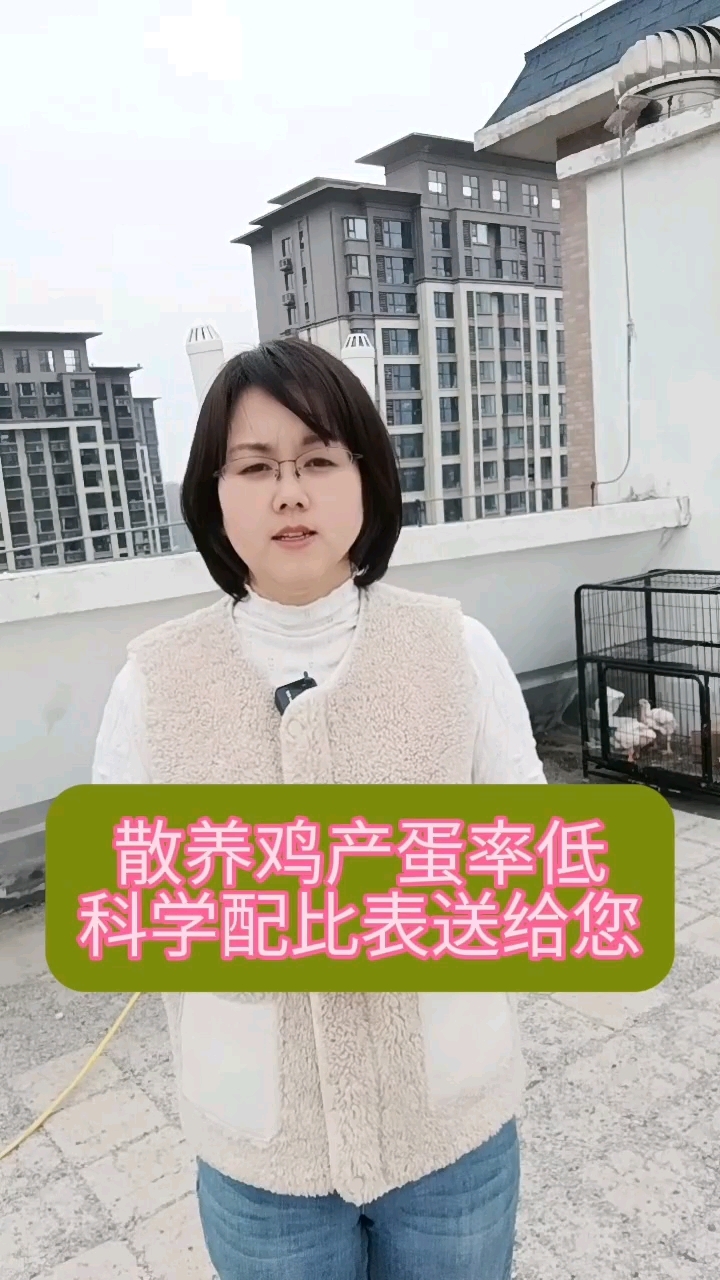 散养土鸡的产蛋率比较低,是什么原因引起的?