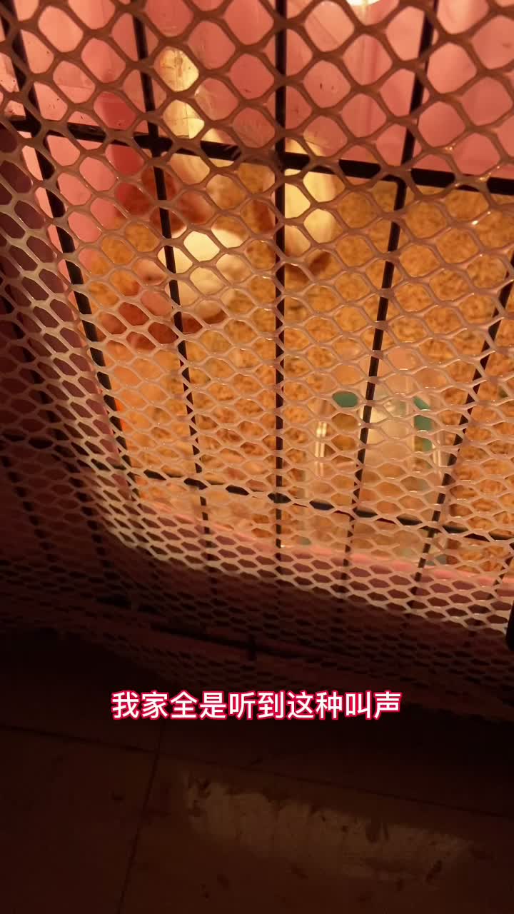 芦丁鸡的叫声