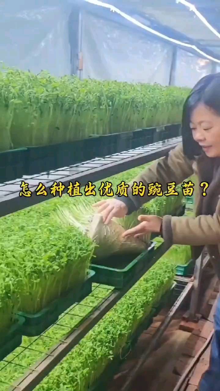 水培芽苗菜怎么能种植出漂亮的菜品,细节是关键