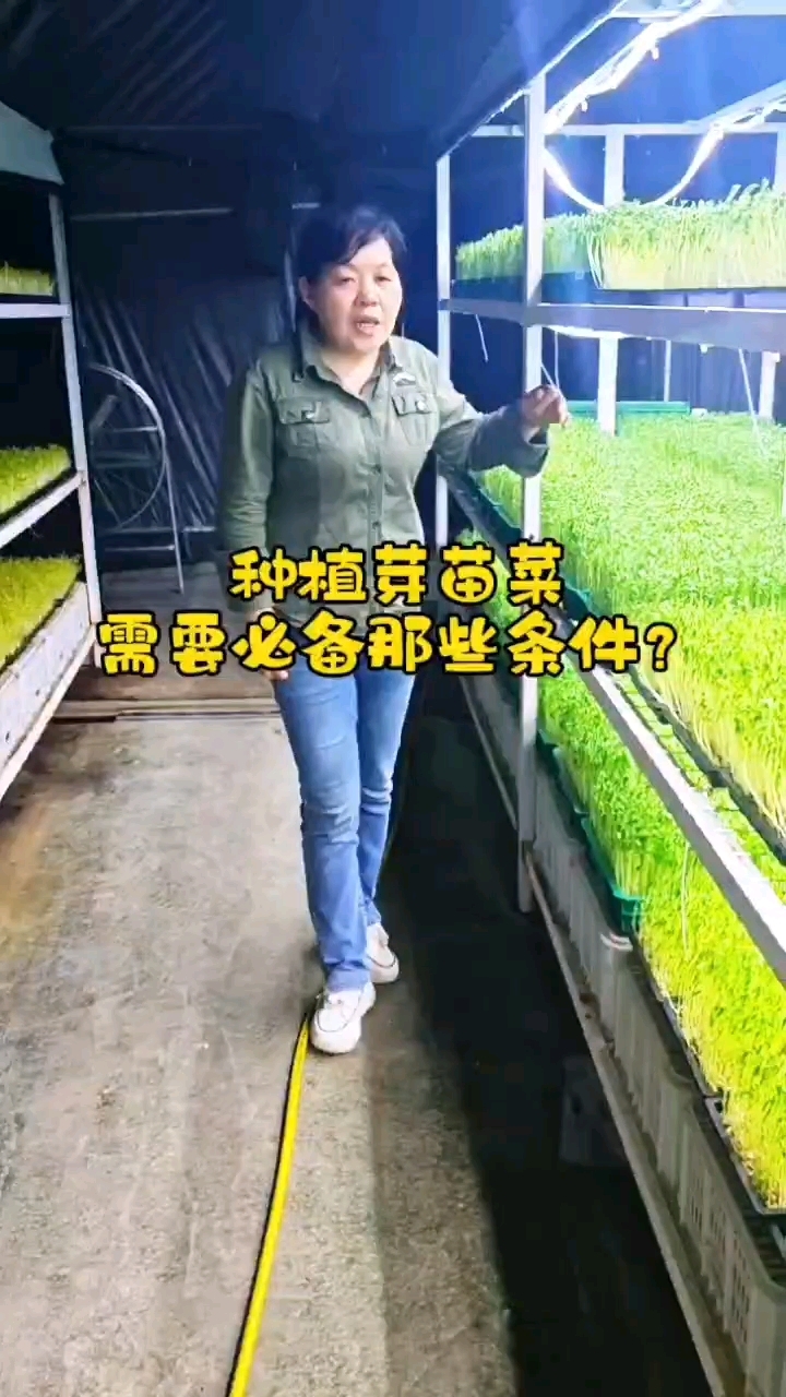 种植芽苗菜需要必备哪些条件，一条视频告诉你