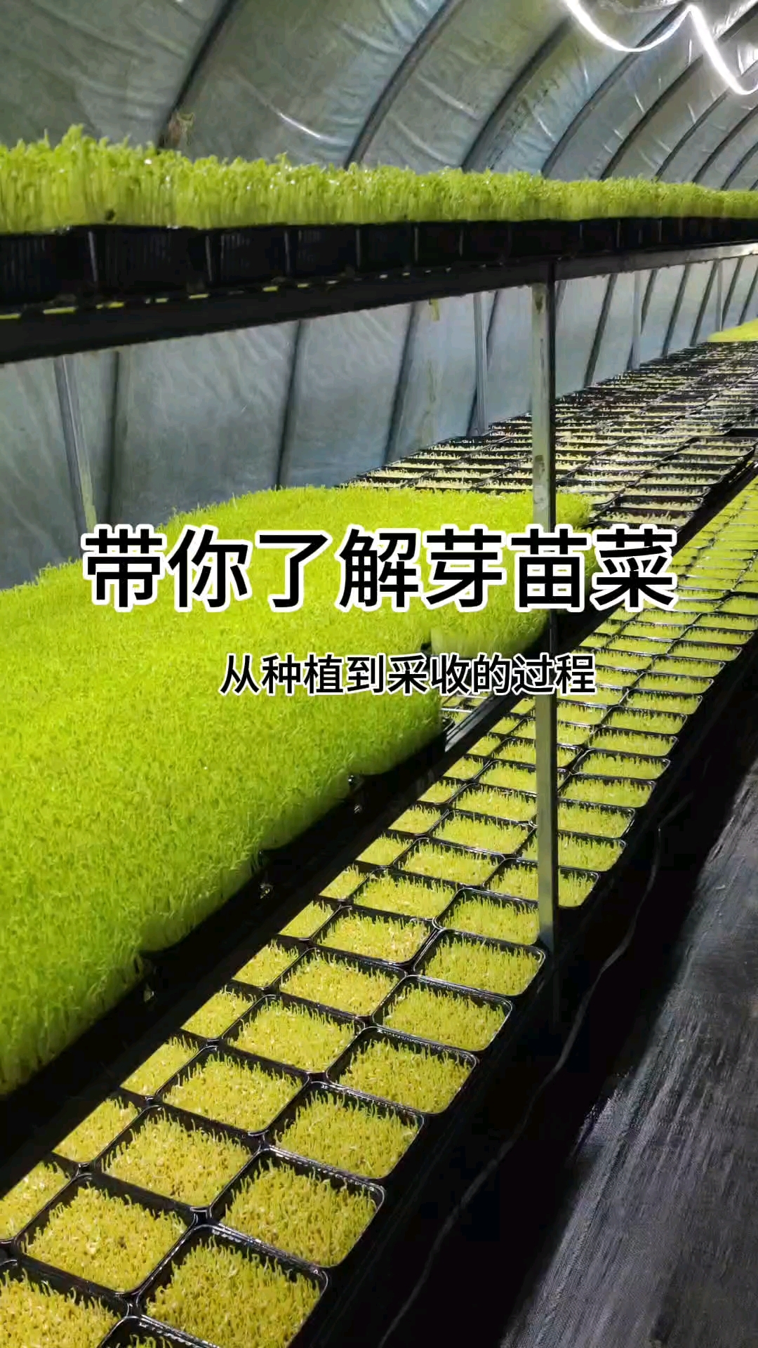 带你了解豌豆苗的种植,周期7～8天!有水有电就可以种植!