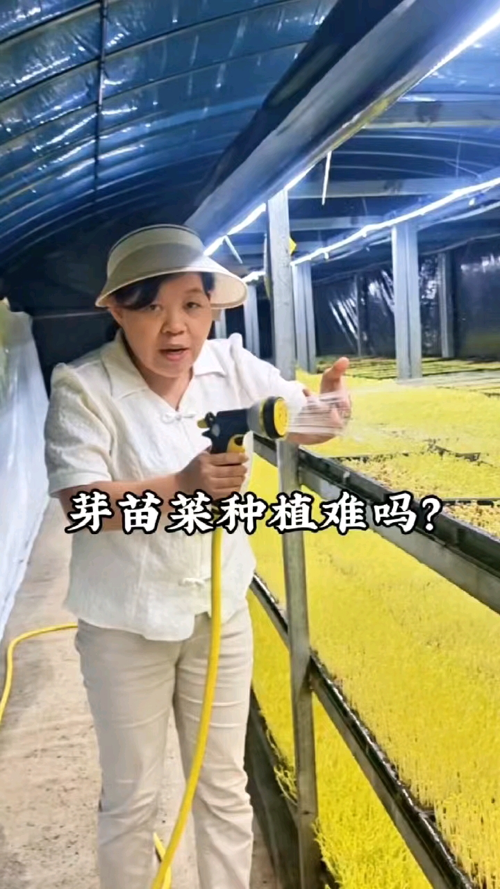 想了解芽苗菜的种植吗?教你
