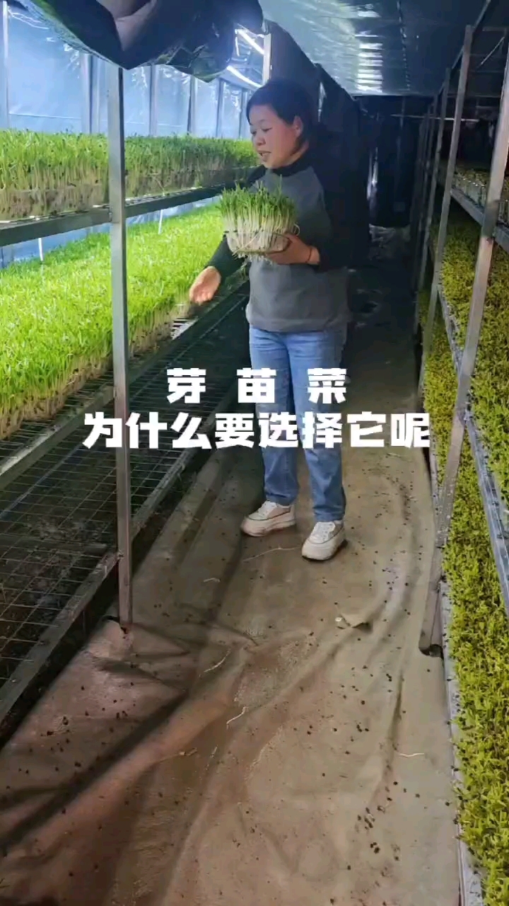 芽苗菜种植,室内种植,周期短