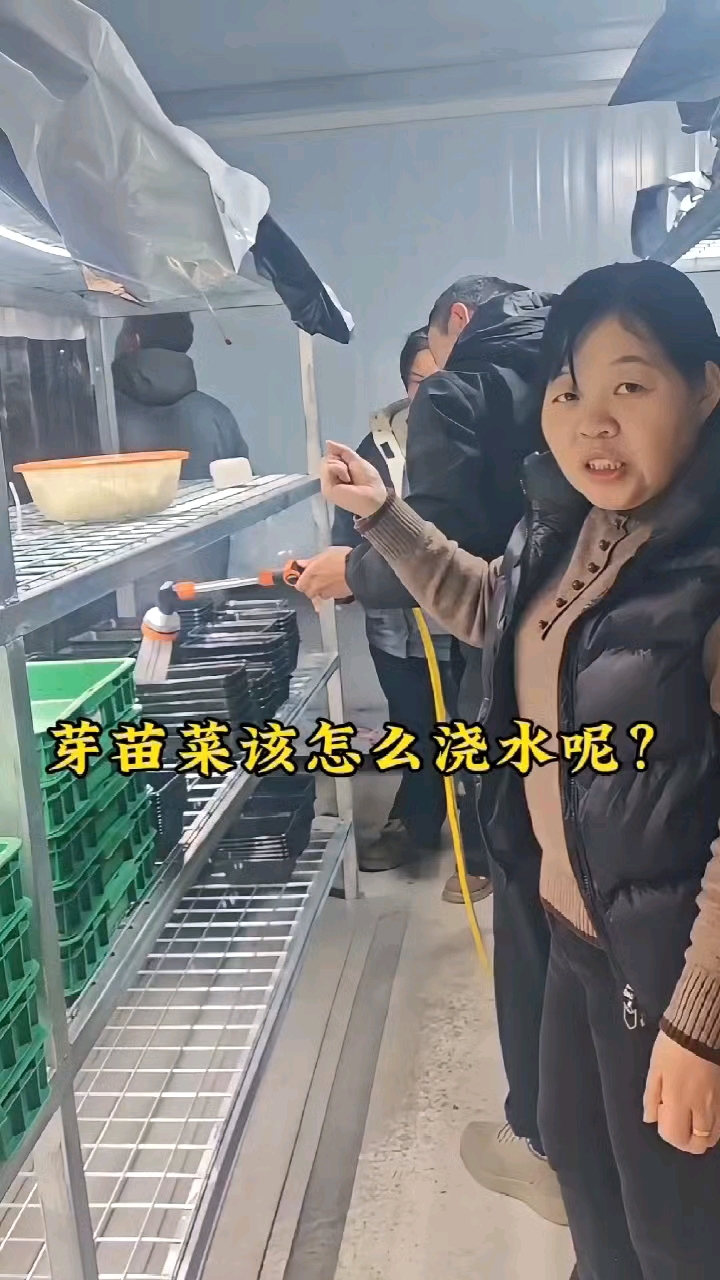 水培芽苗菜该怎么浇水呢?