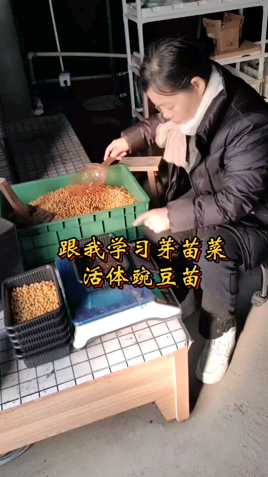 你想在家种植豌豆苗,每盒100克干种,可以300克左右的净菜