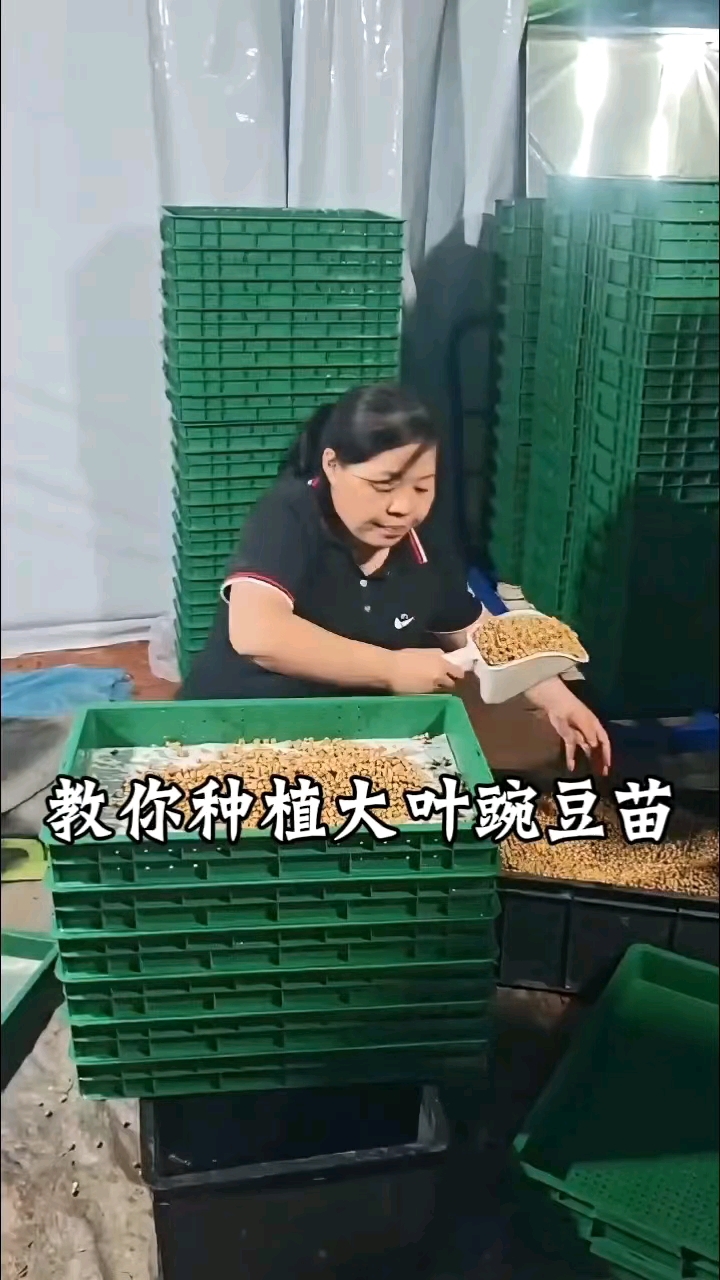 跟我学种芽苗菜，净菜豌豆苗