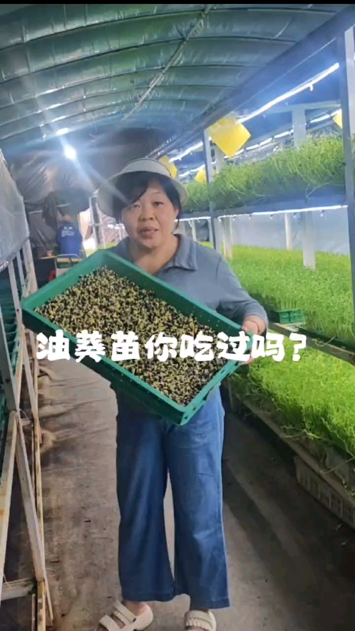 你吃过葵花油,葵花籽,吃过油葵苗吗?