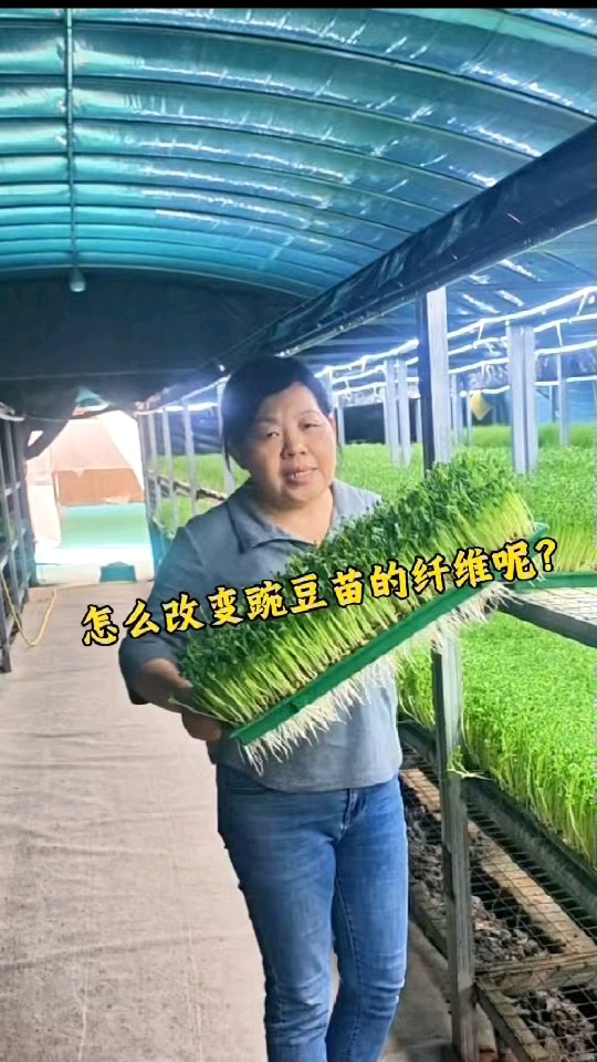 教你种植芽苗菜,怎么去改善豌豆苗的纤维