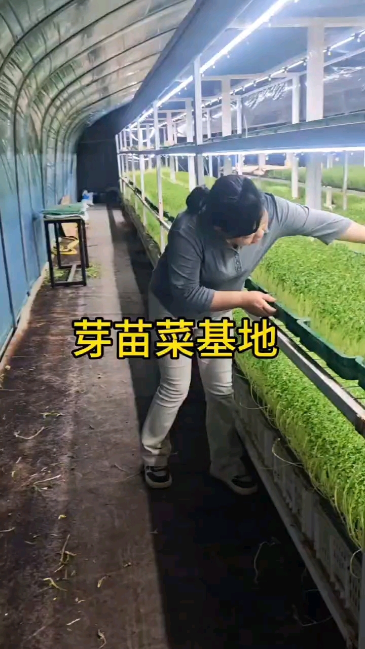 水培芽苗菜大型种植基地欢迎你参观考察