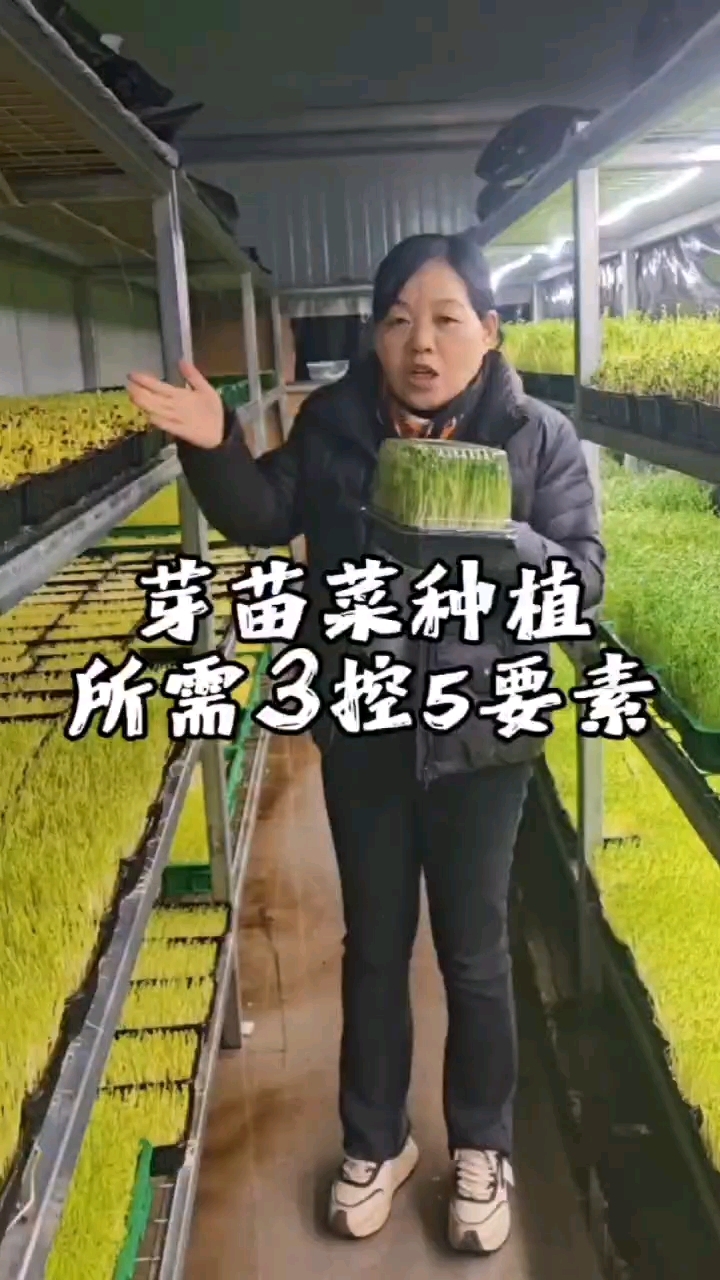想种植好芽苗菜所需要哪些条件呢?