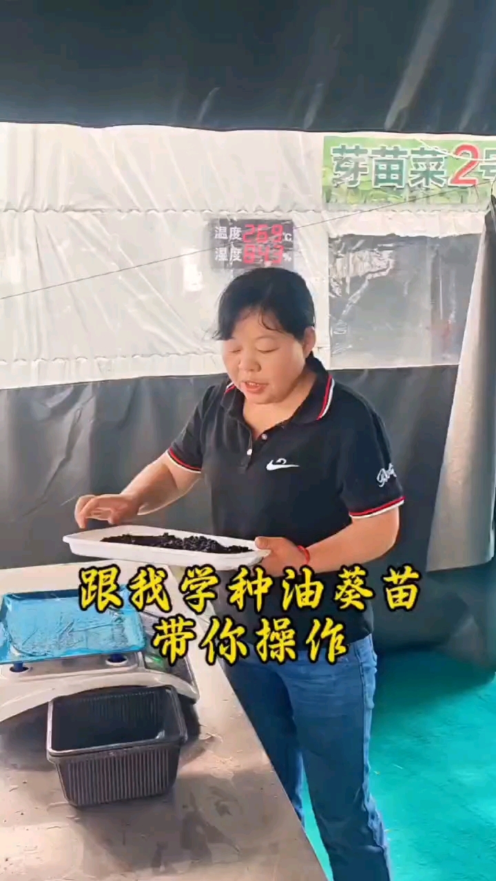 油葵苗你吃过吗?营养高,教你种植