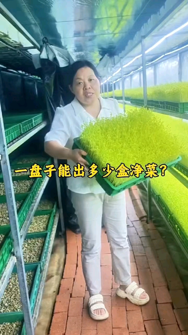 水培豌豆苗一斤种子能出几斤菜?