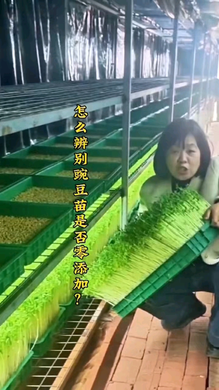 豌豆苗是不是零添加,可以看出来的,一斤种子能出几斤菜