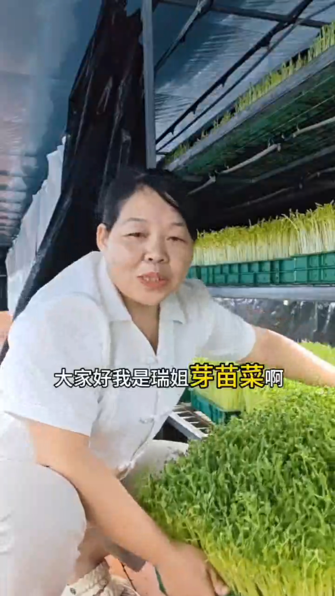 水培豌豆苗,要想高产量,低纤维,种子是关键,管理要得法!