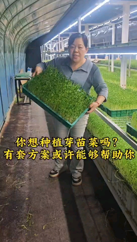 如果你想了解芽苗菜的种植，我有陶方案或许能够帮助到你