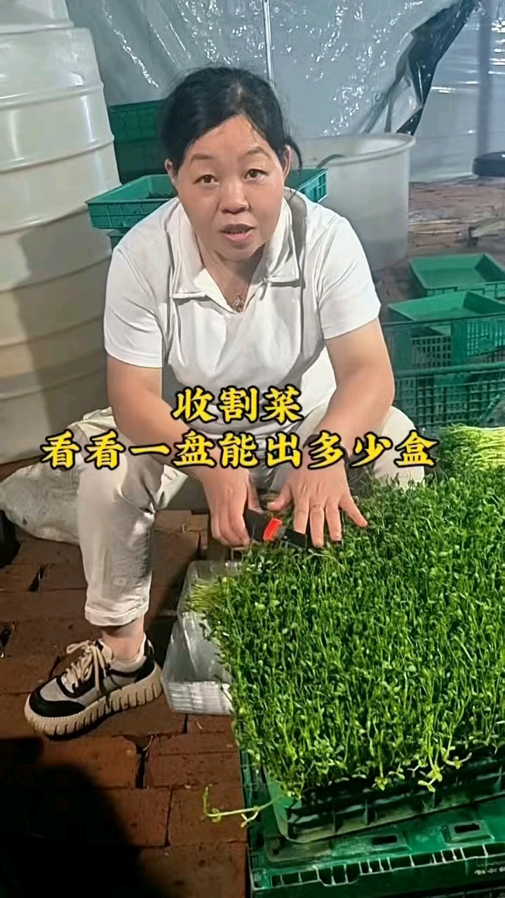 跟我学种芽苗菜,也帮我算算一斤豌豆种子可以产多少呀菜