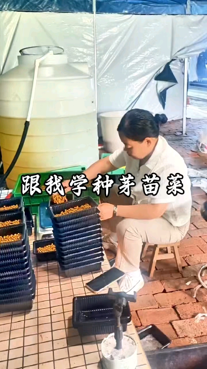 跟我学芽苗菜,零添加所有芽苗菜的营养来自于种子自身营养提供的