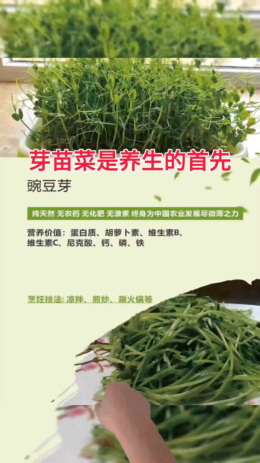 每天吃芽苗菜,身体棒棒哒!