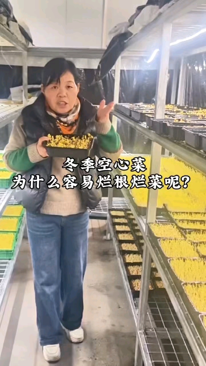 水培空心菜，为什么烂根烂菜？一条视频帮你解决