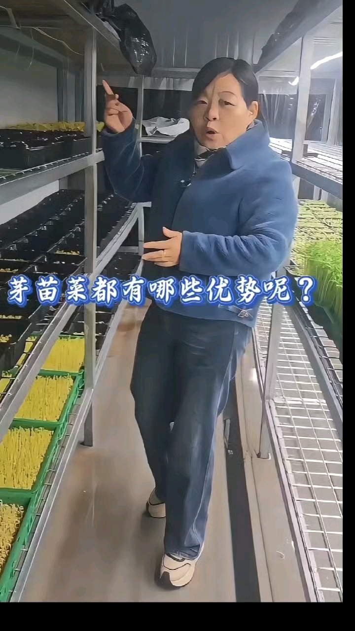 水培芽苗菜主要优势好处有哪些呢?我为什么要种植芽菜呢?