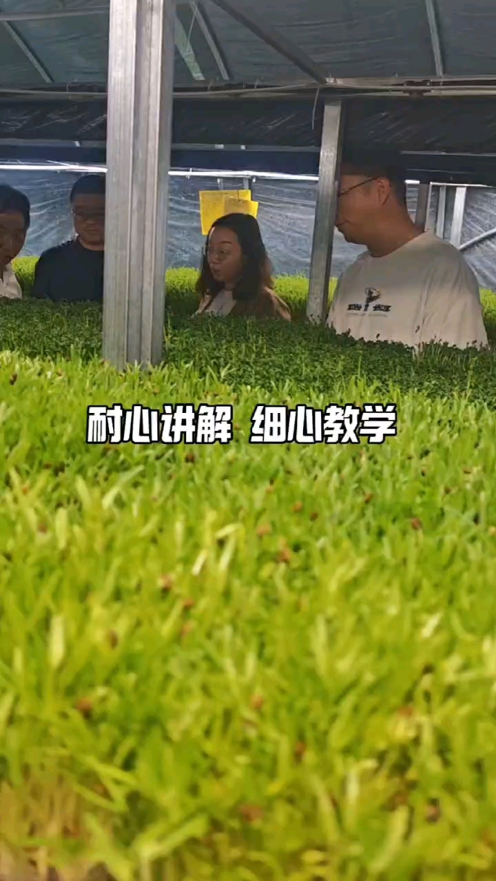 手把手教你种植芽苗菜
