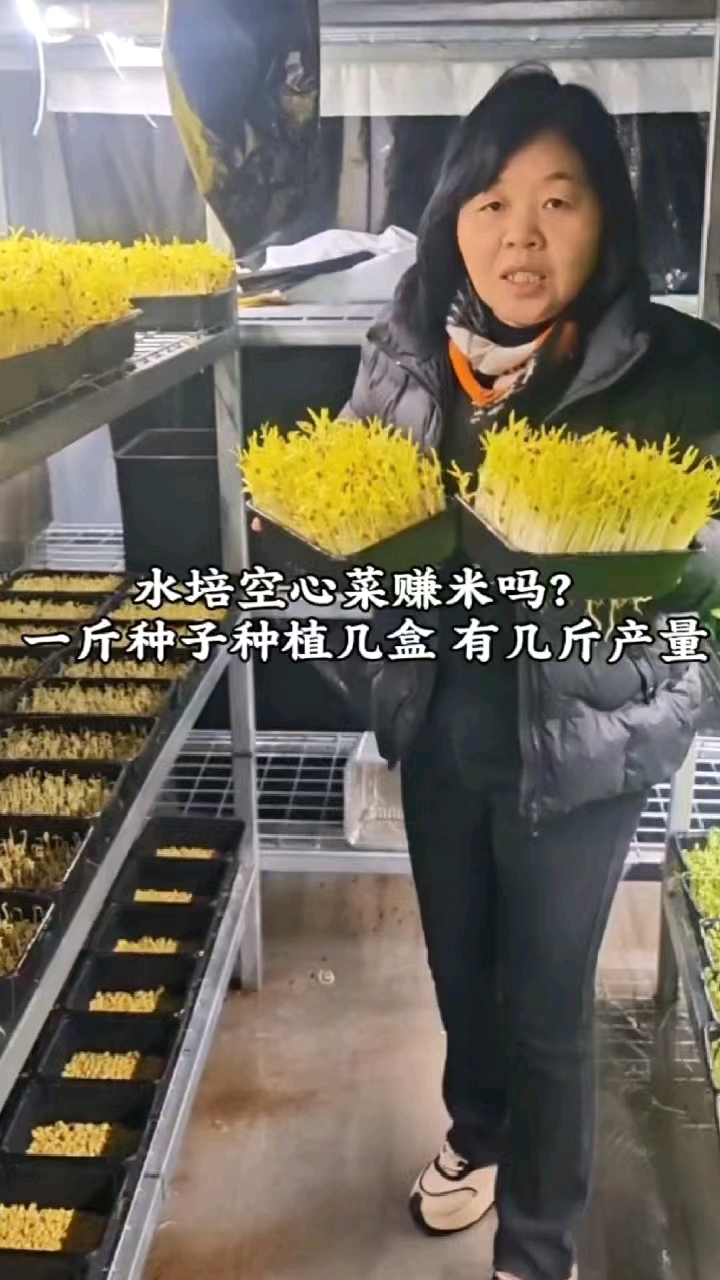 水培空心菜种植能赚米吗?一斤种子种植几盒菜,卖多少米呢?
