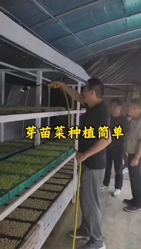 芽苗菜种植简单，但是要掌握方法
