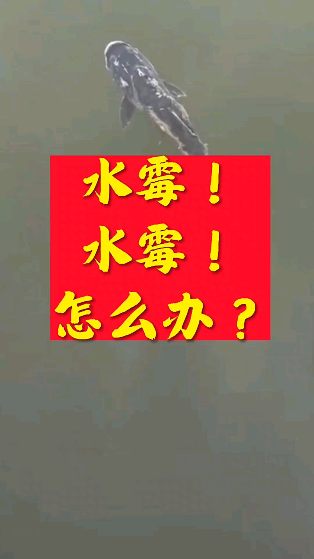 水霉病怎么办?预防水霉刻不容缓!