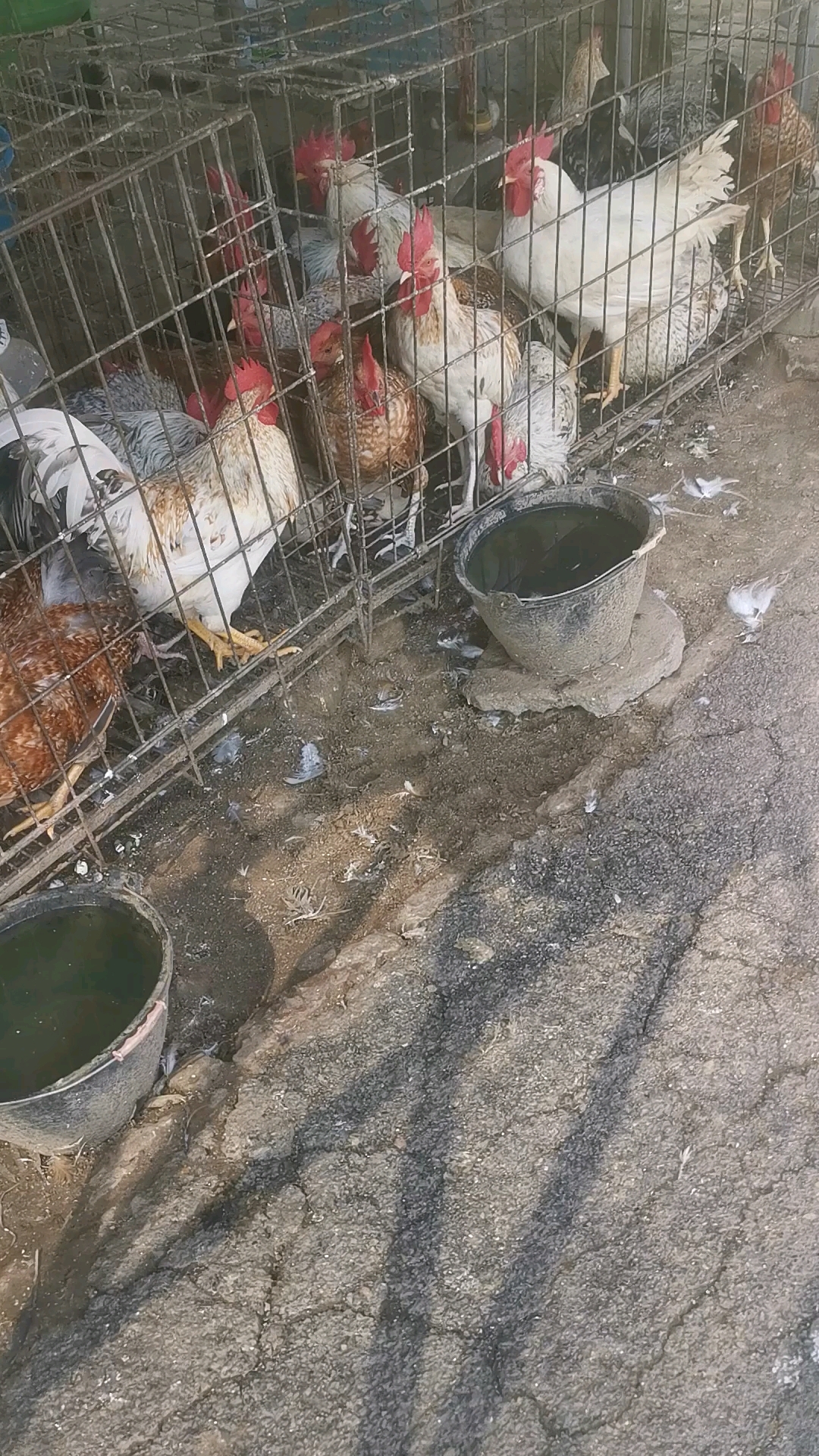 中午打鸣的公鸡