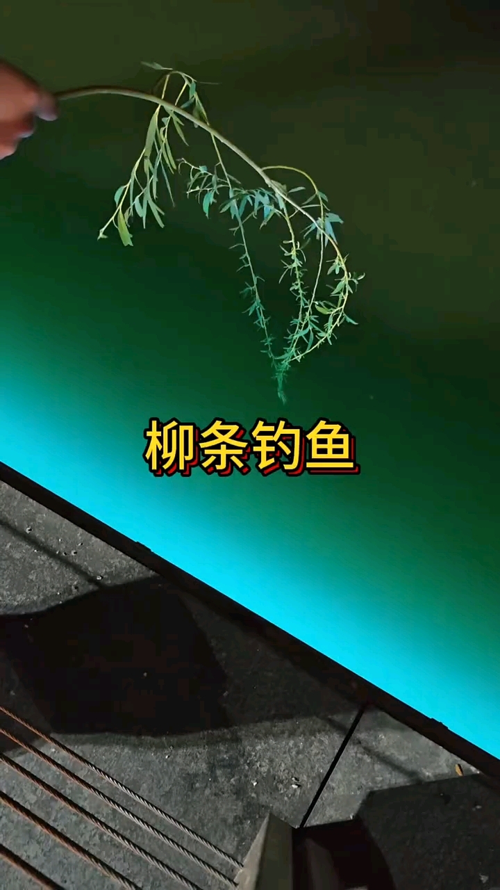 用柳树枝儿钓鱼