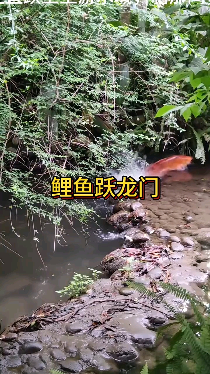 鲤鱼跃龙门