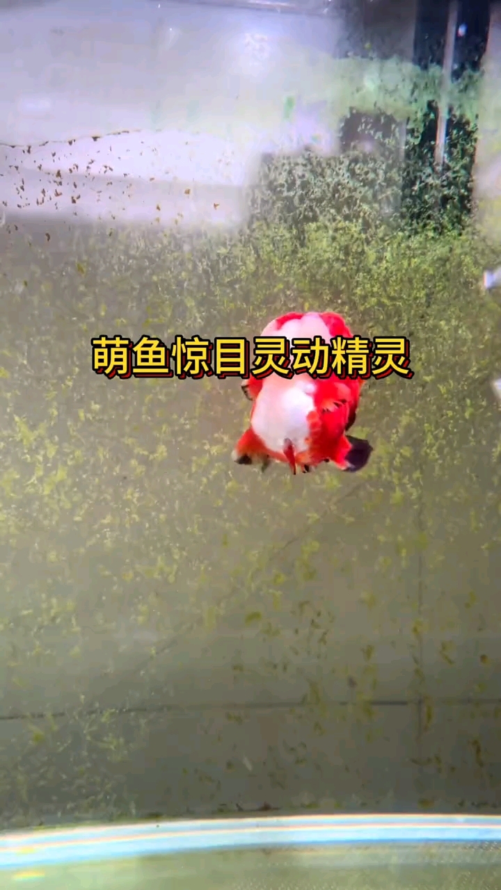 萌萌的小鱼太可爱了