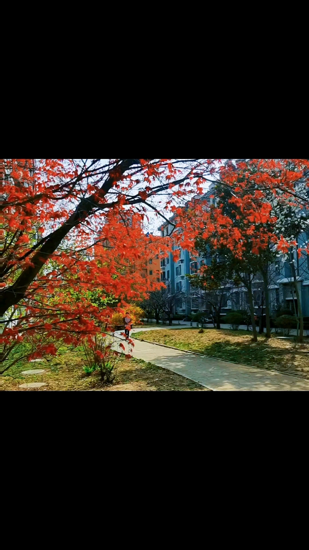 新发芽的五角枫叶红透露了半边天