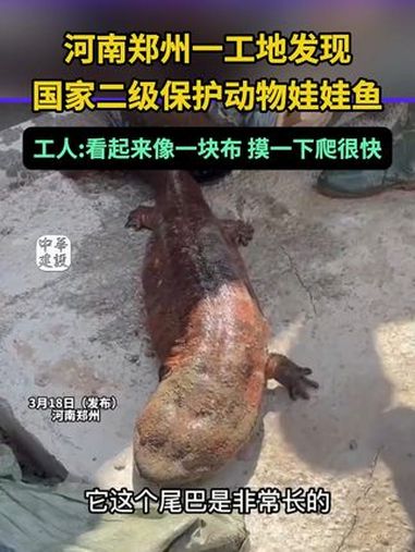 施工现场惊现1米长娃娃鱼 3月18日,河南郑州一施工现场清理管道时发现一条国家二级保护动物