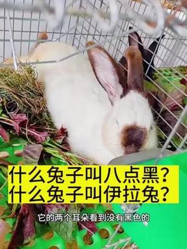 什么兔子叫八点黑?什么兔子叫伊拉兔?创作灵感 肉兔养殖 农村创业养殖 八点黑兔 养兔技术